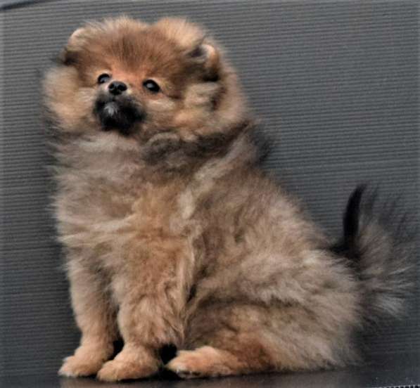 Лапочка в Одинцово фото 15