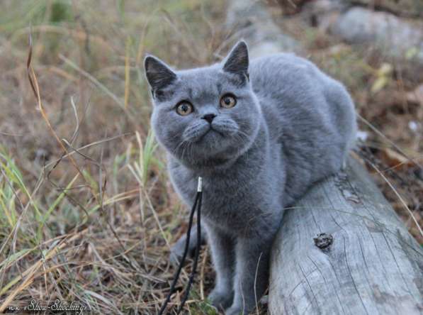 Британские котята, окрас голубой, черный