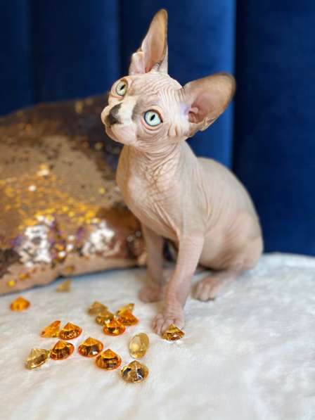 Wonderful boys Sphynx /bambino. Чудесные сфинкс /бамбино в Москве