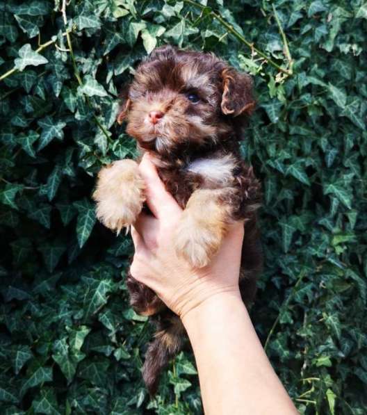 Мальтипу. Choco tan