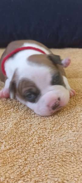 Шикарный рыжий мальчик аст резерв ркф в Москве фото 15