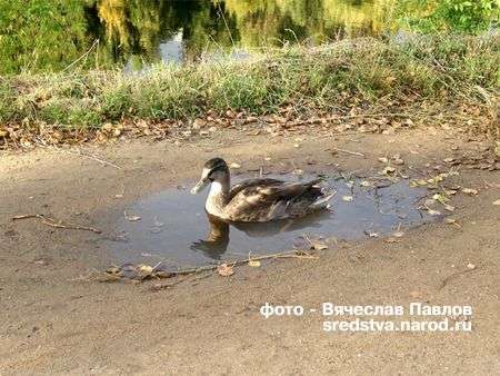 Фотомонтаж "Частный мастер "Сложный случай" Sredstva в Москве фото 6