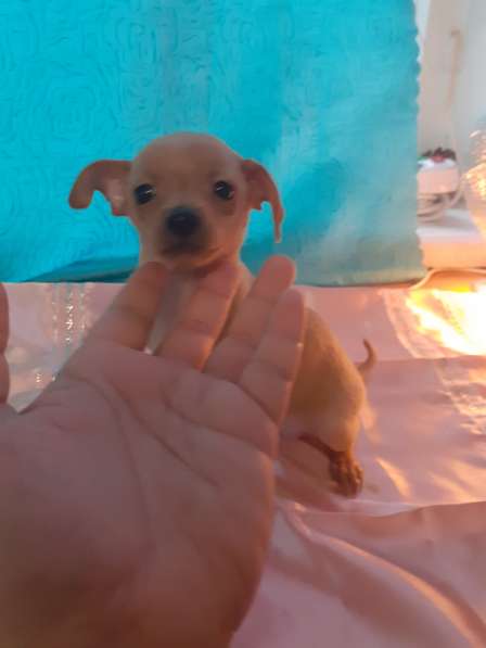 Той терьер щенки в Москве фото 11