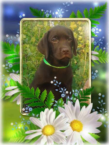 Продам щенков лабрадора тёмно-шоколадного окраса в Омске фото 10