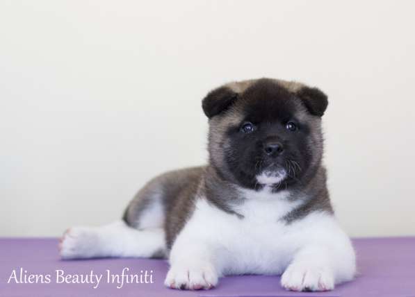 Щенки Американской акиты в Санкт-Петербурге фото 38