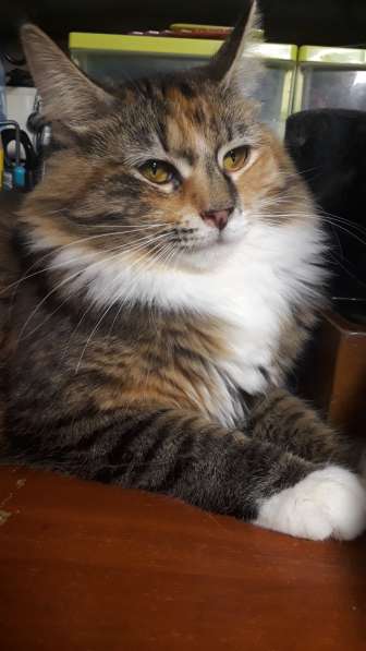 Отдаю котят в добрые руки ❤ в Юбилейном