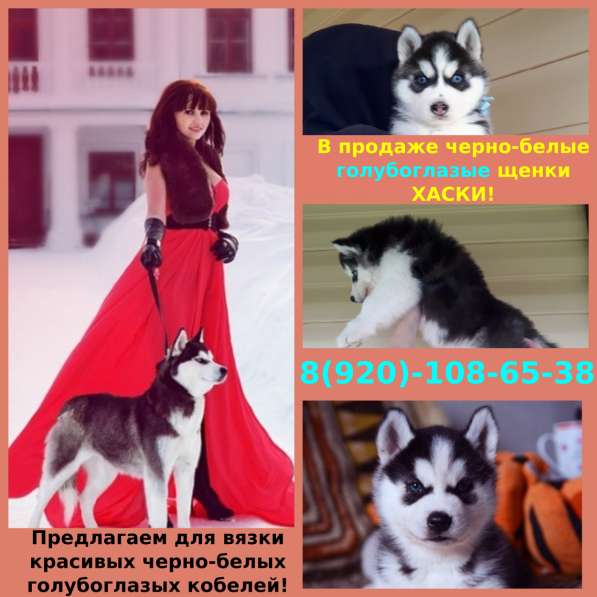 Классные щенята хаски