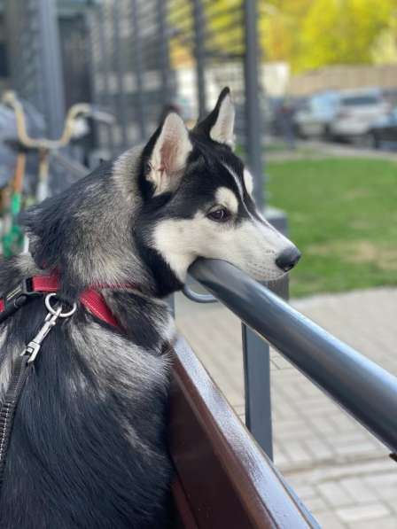 Siberian Husky from Multichampion Parents в Санкт-Петербурге фото 5