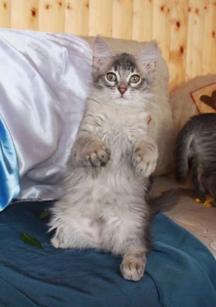 Серые мурлыки, котята в добрые руки в Калуге фото 19