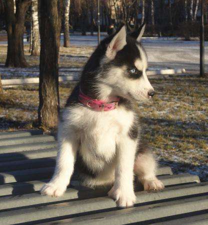 Щенок хаски - девочка в Москве фото 3