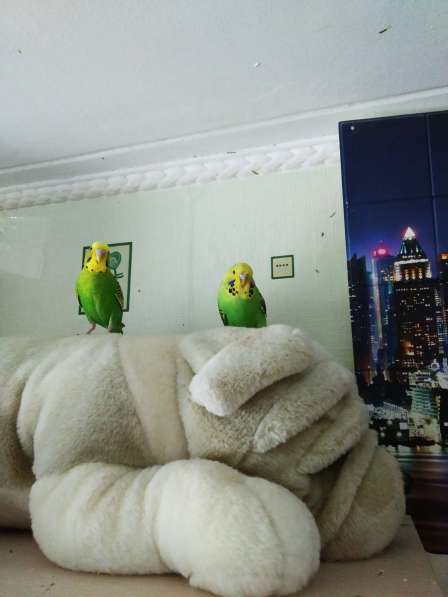 Волнистые попугаи-От Заводчика в Мытищи фото 4