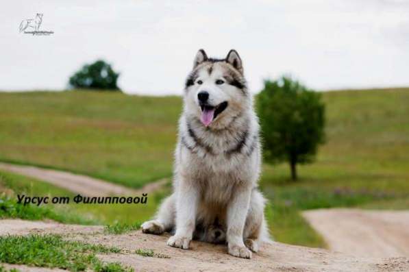 Перспективные щенки Аляскинского маламута в Санкт-Петербурге
