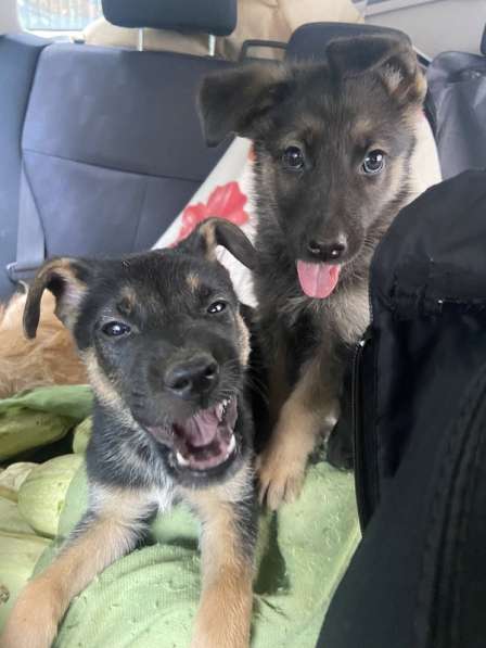 Щенки от мамы овчарки в добрые руки в Москве фото 14