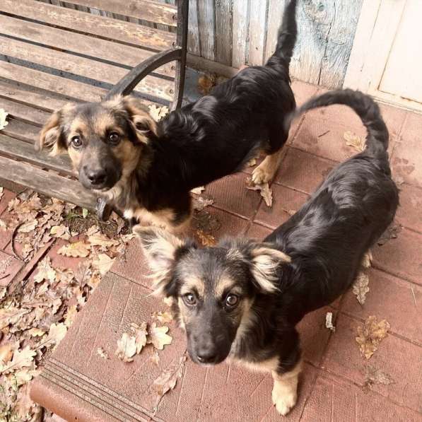 Коротколапые щенки в добрые руки в Москве фото 14