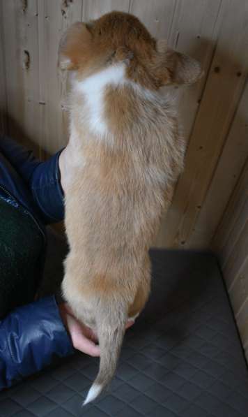 Корги пемброк, яркая девочка в Москве фото 7