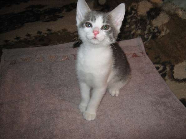 Отдадим котят в добрые руки в Владимире