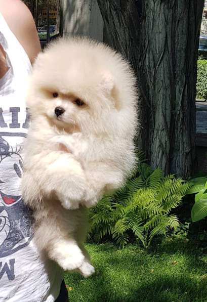 Щенки Шпица в фото 3