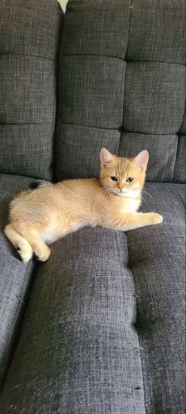 Scottish Golden Chinchilla and Silver в фото 22