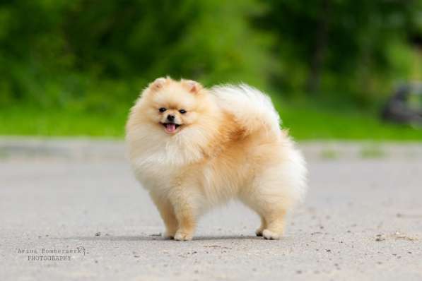 Мальчик померанского шпица 2,5 мес в Москве фото 9