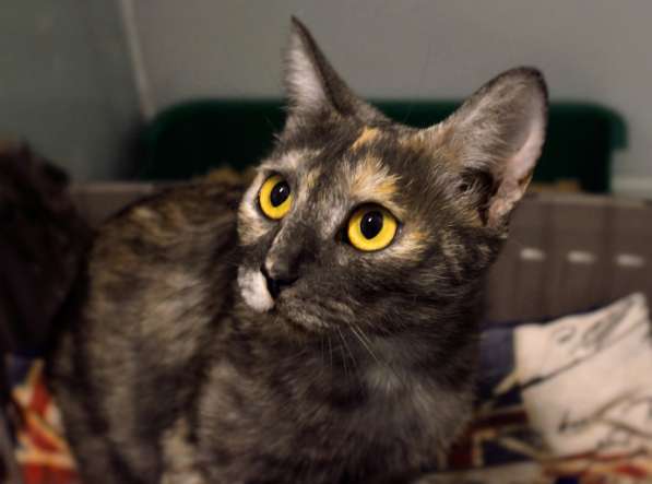 Благородная Янна ищет друга в Москве