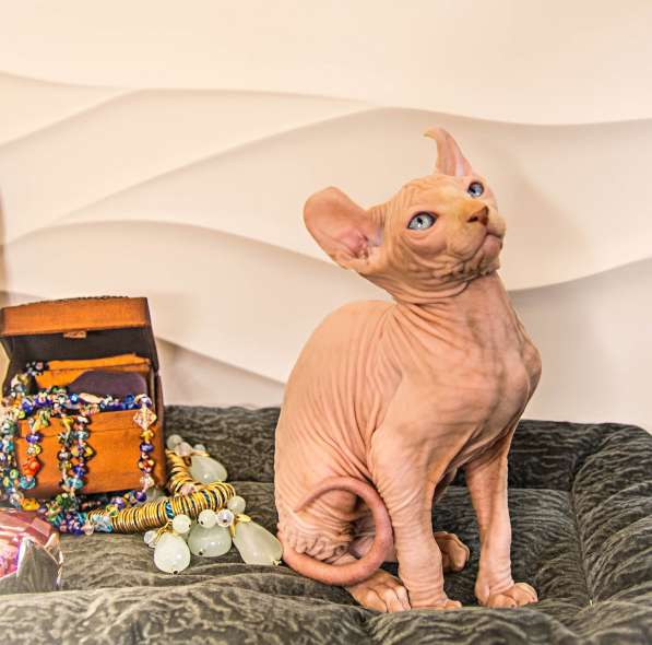 Малыш эльф Male elf cream в Москве фото 4