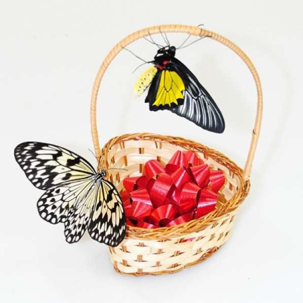 Нужны Эвенет менеджеры на ведение мероприятий и заказов в Москве фото 21