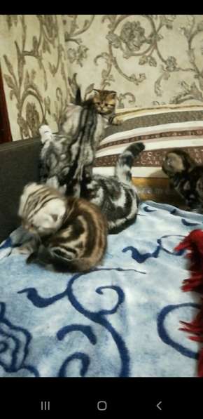 Мраморные котята в фото 16