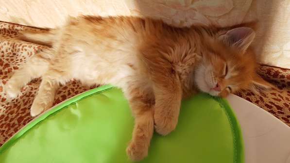 Продаётся красная девочка мейн-кун в Санкт-Петербурге фото 62