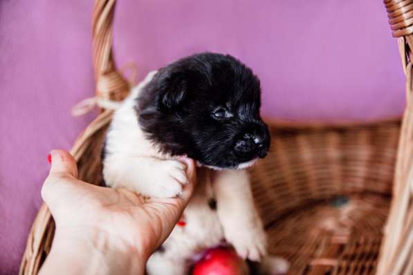 Щенки американской акиты в Ростове-на-Дону фото 12