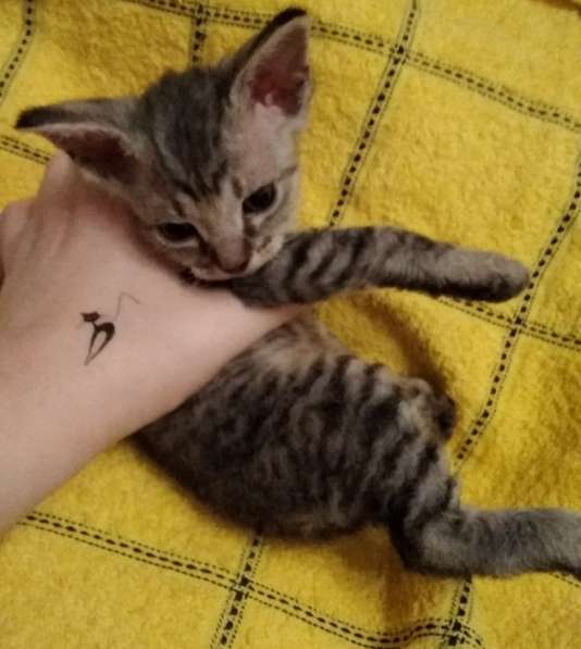 Кудрявые эльфы, каракулевые, элитные котята Девон-Рекс в Санкт-Петербурге фото 37