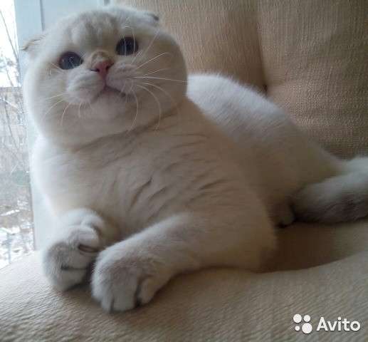 Выставочный жених, вязка в Костроме фото 10