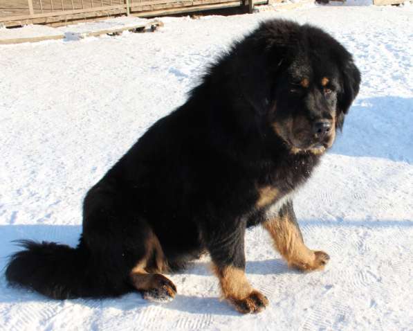 Тибетский мастиф - лучший страж на территории в Москве фото 129