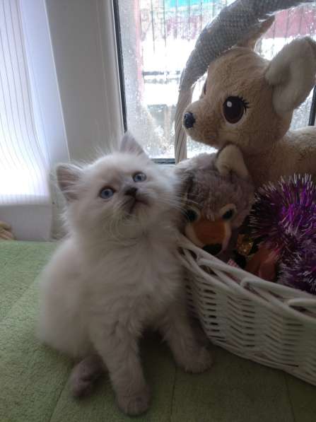 Шотландский кот в фото 3