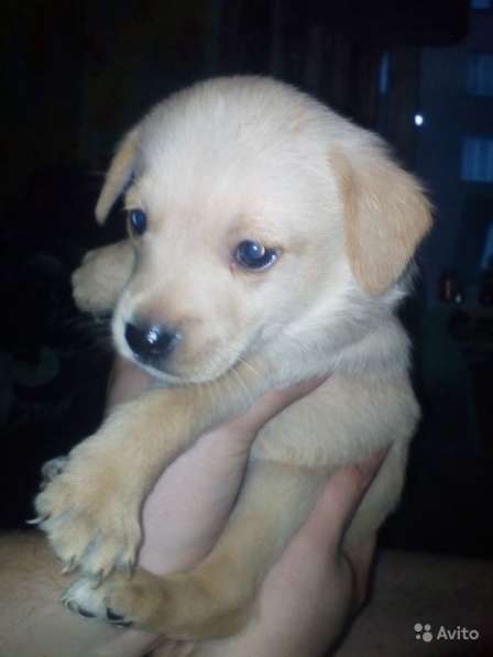 Отдаем щенят в хорошие руки в Новокузнецке фото 11