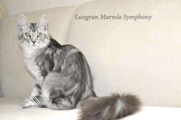 Котята мейн-кун из питомника в фото 9