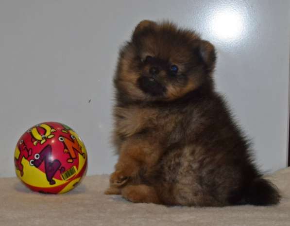 Красавчик в Москве фото 18