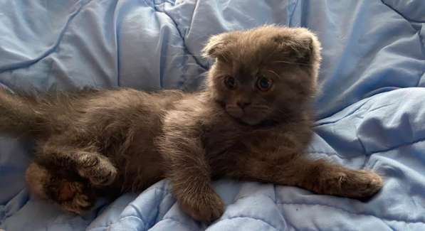 Британские Шотландские Котята в фото 17