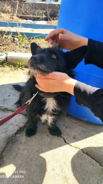 Карманный пёсик в Санкт-Петербурге фото 13