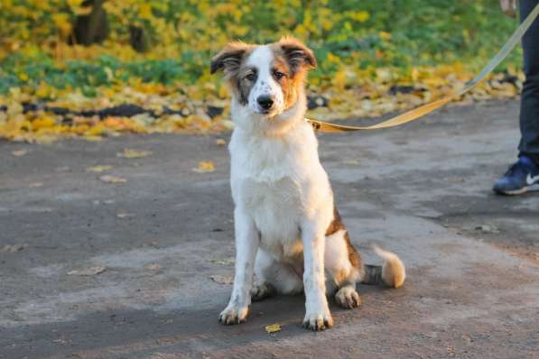 Щенок в добрые руки Августина в Санкт-Петербурге фото 11