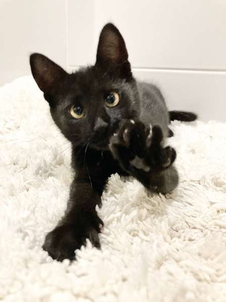 Милые чёрные котята в добрые руки в Москве фото 14