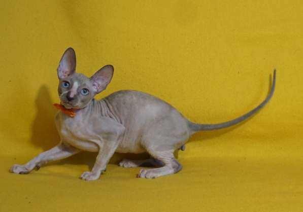 Корнишатки в Москве фото 6