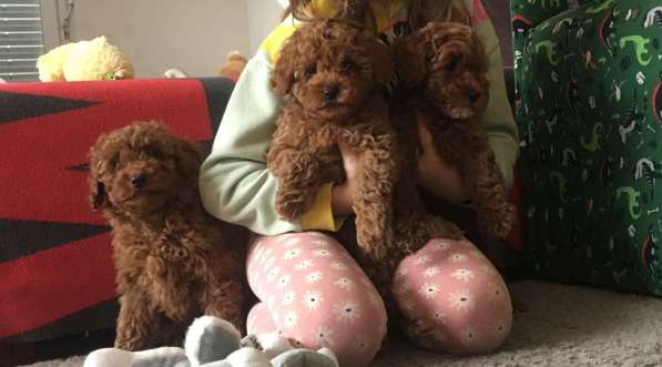 Poodle. Red boy's and girl's в фото 8