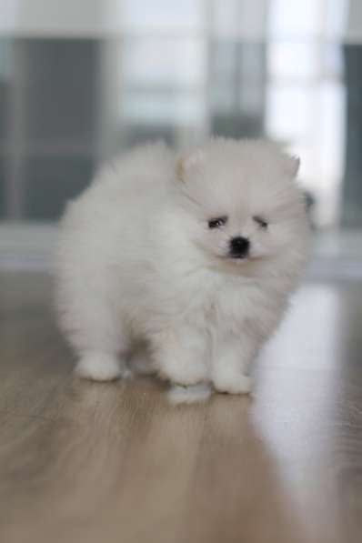 Щенки померанского шпица медвежьего типа в Перми фото 7