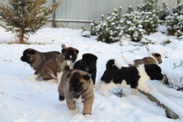 Чистокровные щенки Американской Акиты в Москве фото 9
