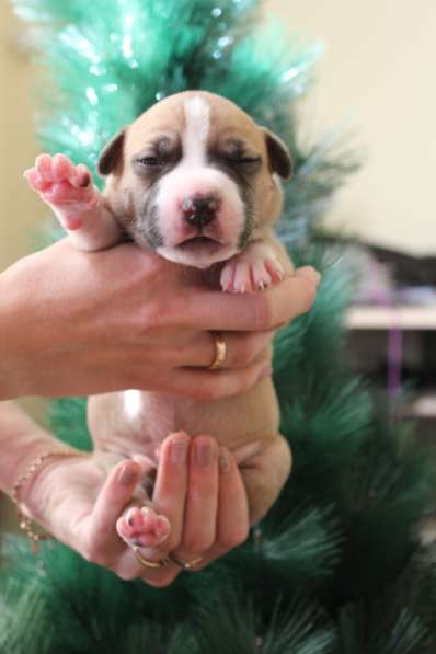 Щенки АСТ (документы РКФ) в Краснодаре фото 20