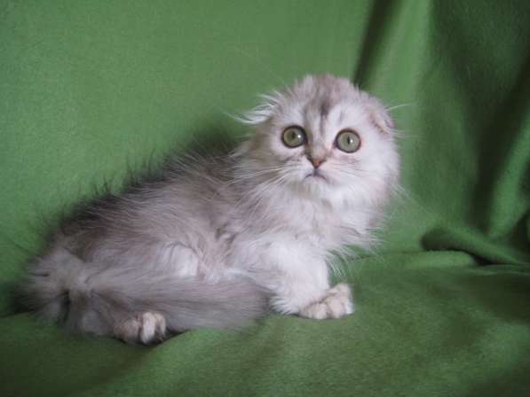 Котик - маленький НЛОшка в Казани фото 4