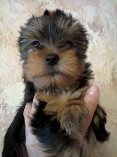 Щенки йоркширского терьера в Москве фото 8