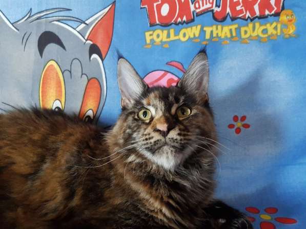 Взрослые девочки из питомника, возможно в совладение в Екатеринбурге фото 28