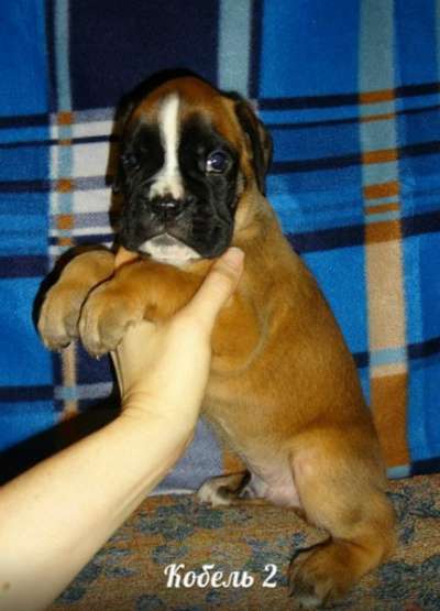 Немецко Боксера щенок с импортные крови в Якутске фото 5