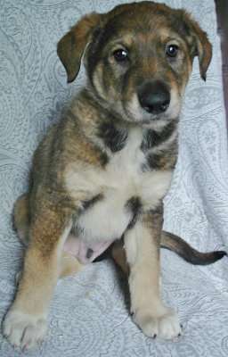 Щенки 2 месяца, мальчики и девочки в Санкт-Петербурге фото 10